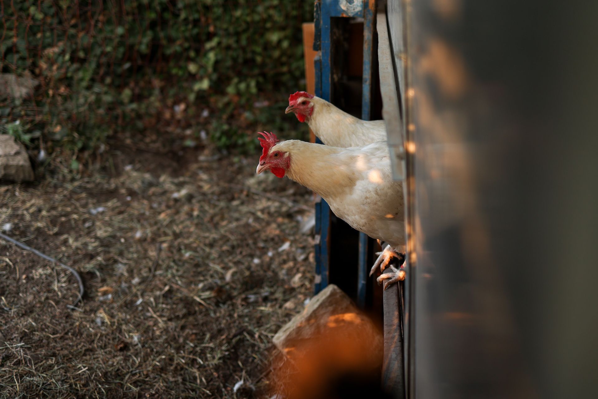 Hühner schauen aus der Öffnung ihres Stalls, sie leben auf einem Bauernhof, der als Camping Stellplatz buchbar bei hinterland.camp zu finden ist