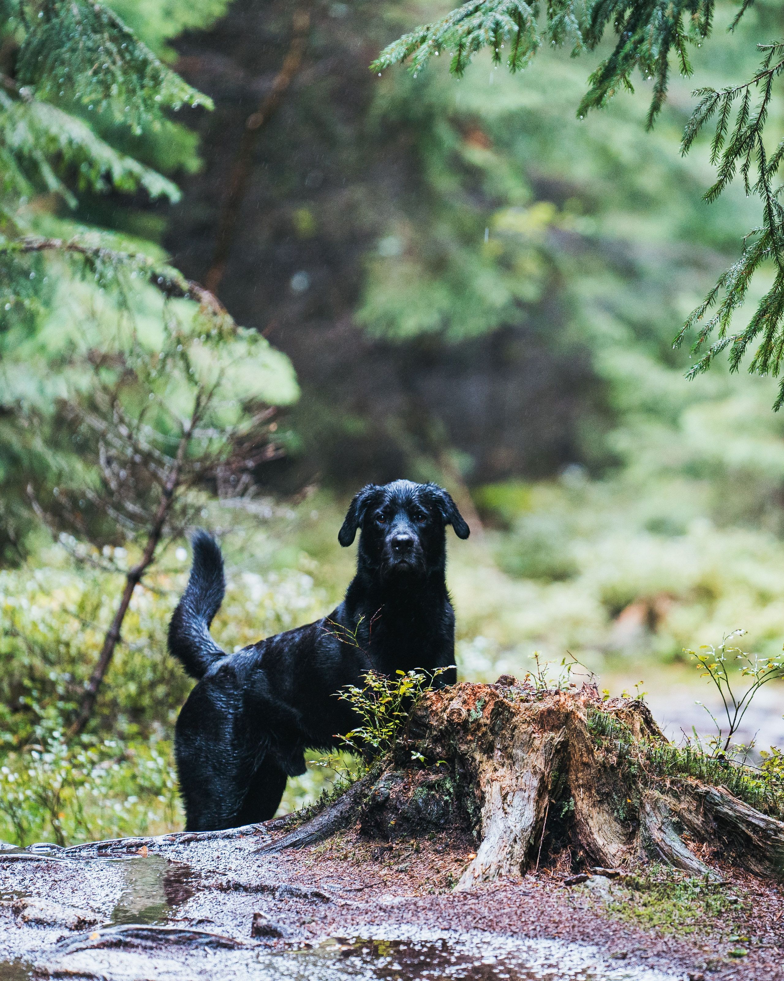 Schwarzer Hund im Wald
