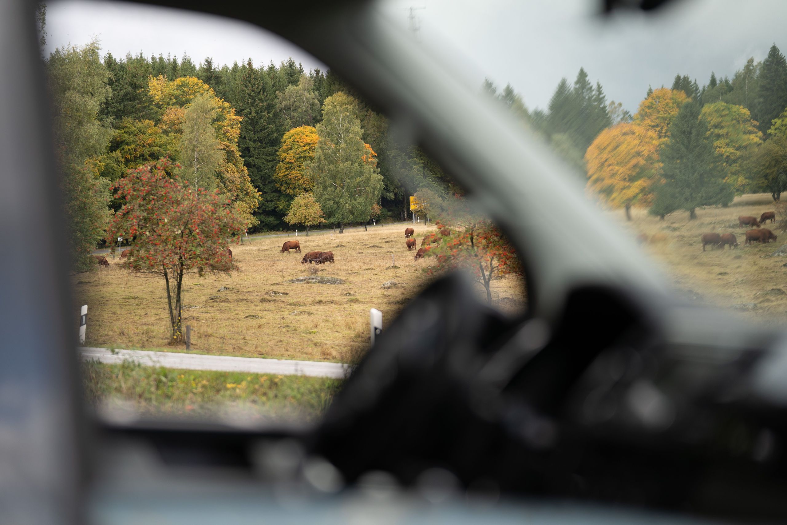 Blick aus dem Fenster eines Vans auf eine Kuhwiese