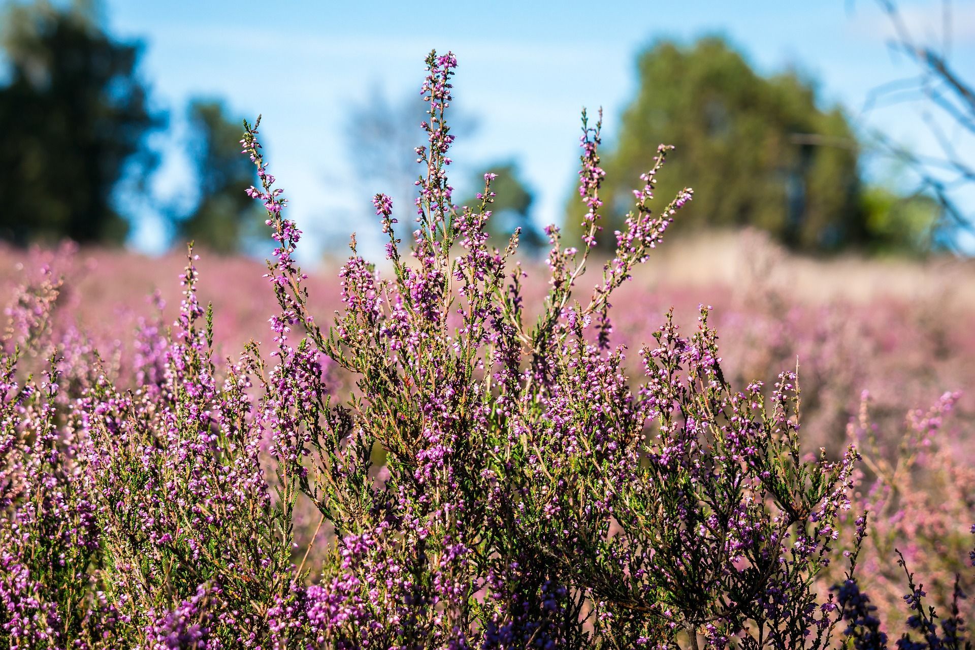 Nahaufnahme der Heideblüte in der Lüneburger Heide.