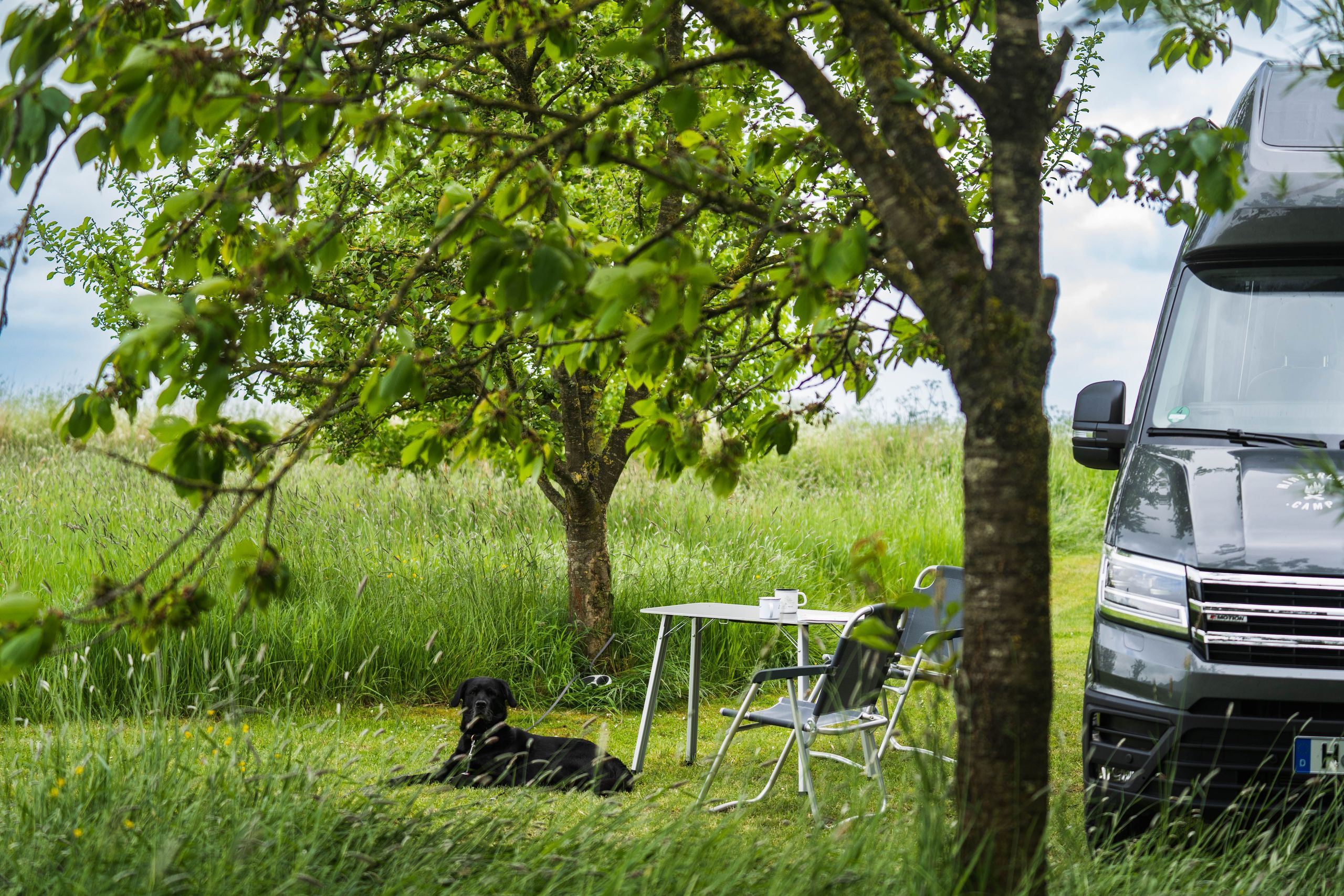 VW-Camper steht auf einem Naturcampingplatz geschützt zwischen Bäumen und hohem Gras, ein Hund liegt vor dem Camper