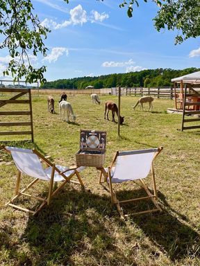 Picknick auf der Alpakaweide
