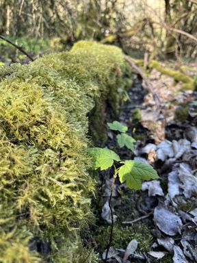 Nature Exploration Program for Families
