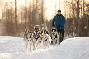 Hundeschlittentour zum Selbstfahren