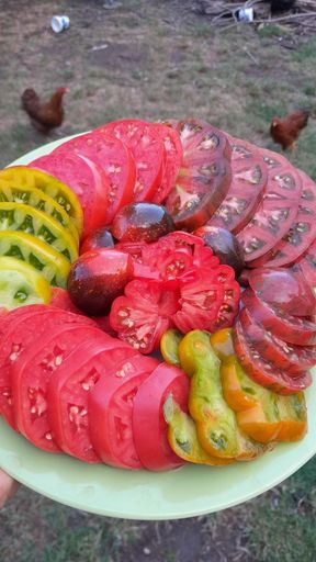 Tomato Tasting