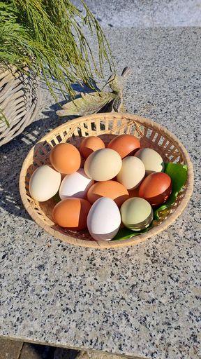 Frische Eier von unseren Hühnern 