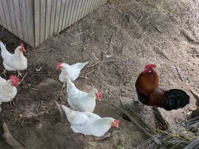 huevos de gallina 