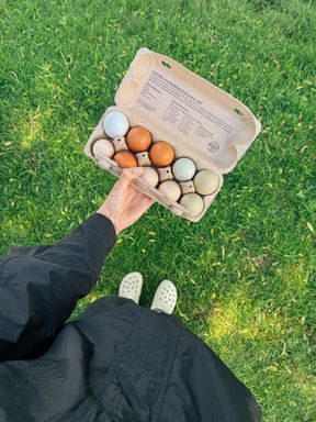 Bio Eier bunt