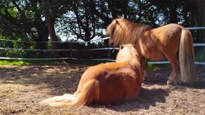 Excursiones guiadas a lomos de un poni