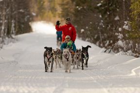 Hundeschlittentour als Passagier ab 14 Jahre