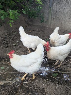 œufs de poule 