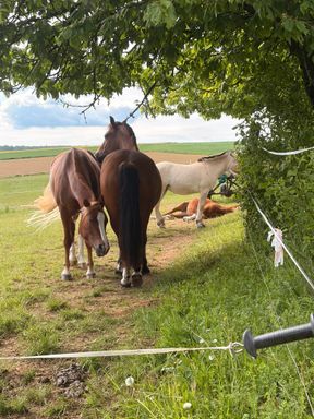 Pony Adventure