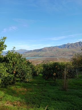 Among Orange Trees • Winter in Sicily
