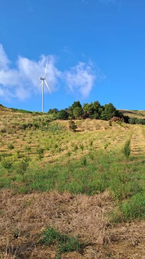 Wild Almond Harvest • August–September