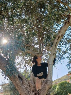 Olive Harvest Experience • October–November