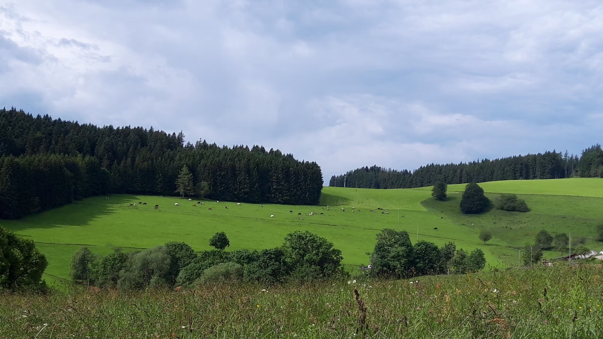 Schönes Panorama ins Münstertal beim Camping auf einem Stellplatz, den man über hinterland.camp buchen kann.