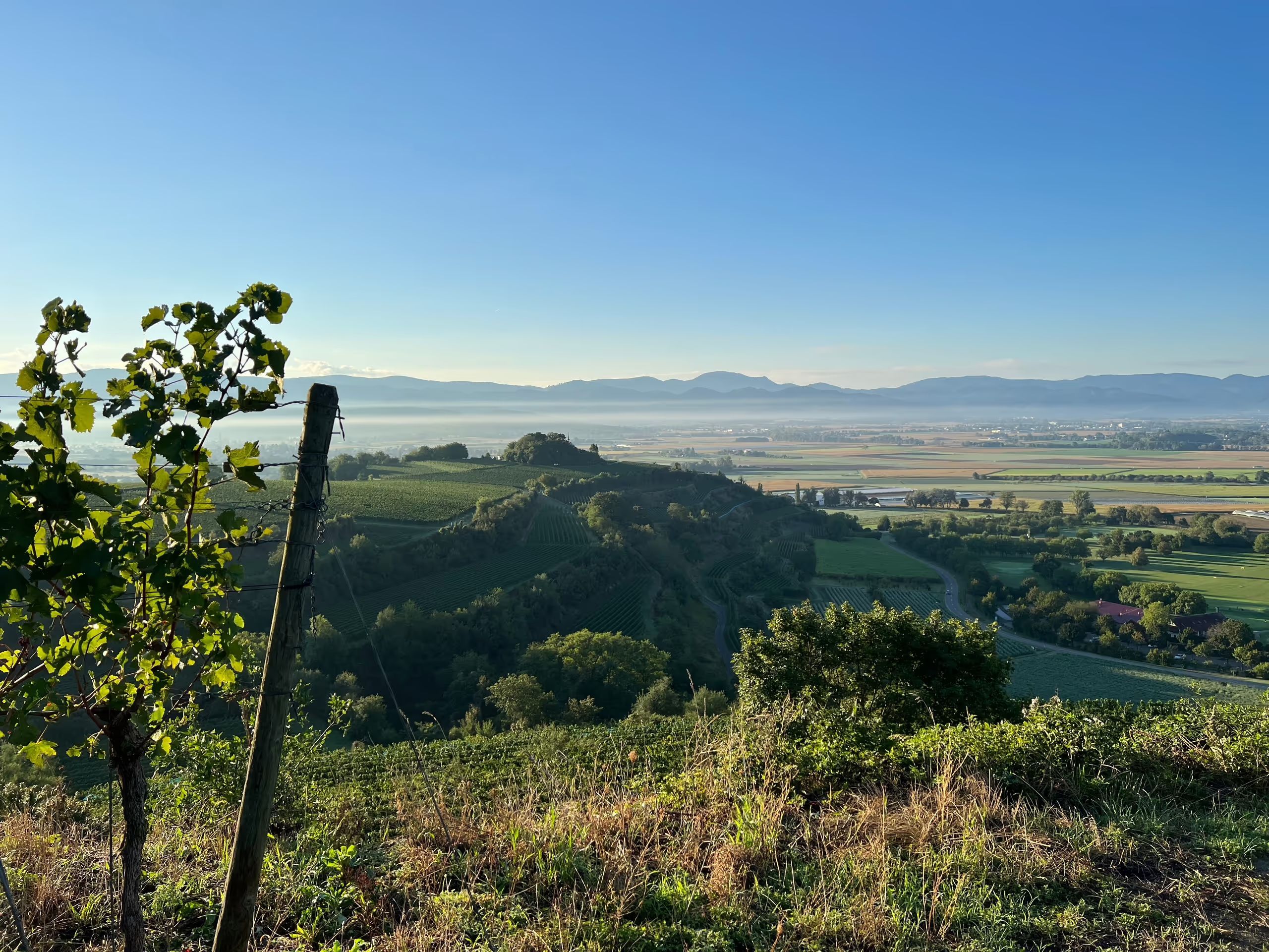 Wahnsinnig schönes Bergpanorama über die Weinberge im Münstertal. Diesen Blick bekommt man von einem Camping-Stellplatz für's Camping Münstertal und er ist buchbar über hinterland.camp.