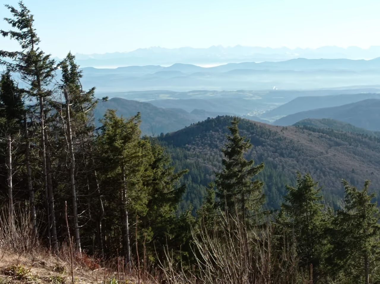 Atemberaubender Blick über die bewaldeten Berge des Münstertals von einem Camping-Stellplatz, der auf hinterland.camp buchbar ist