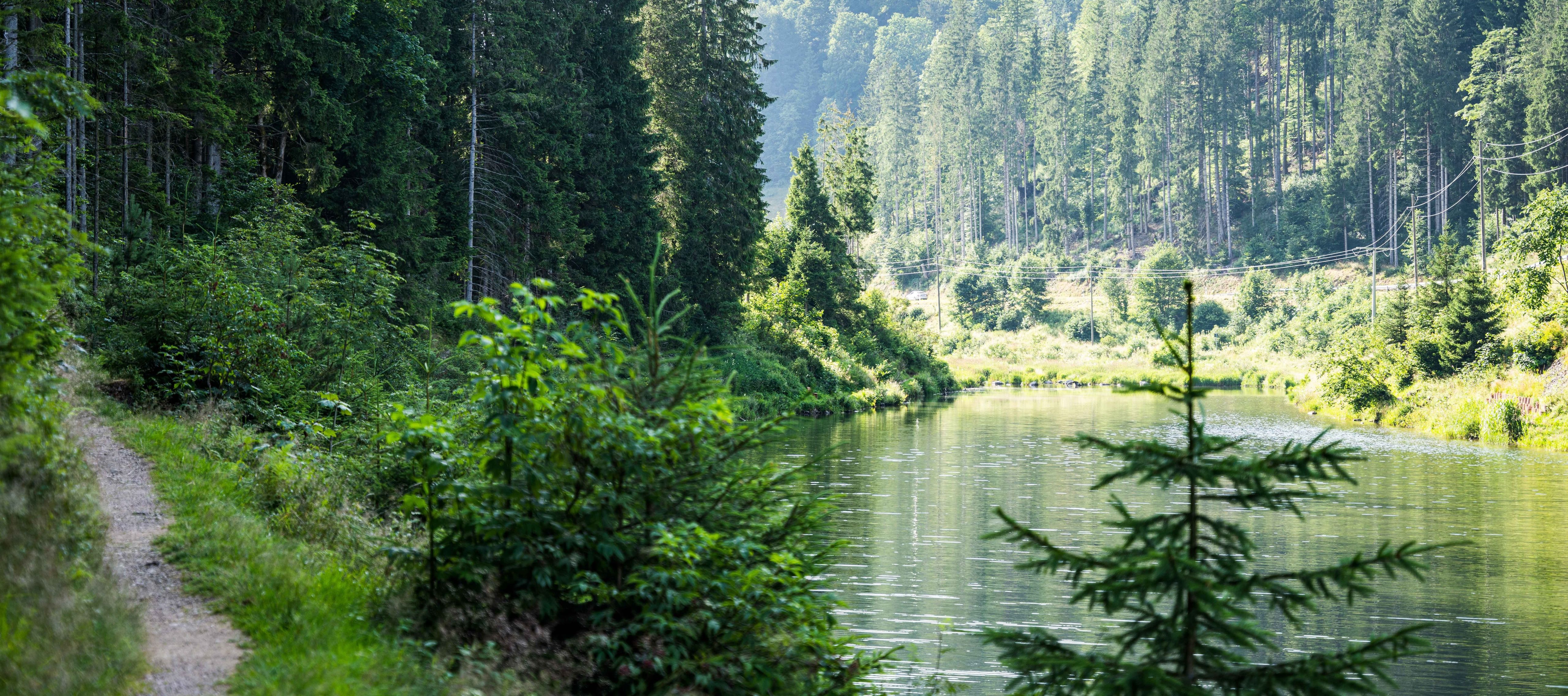 Man sieht einen Fluss, der sich durch einen schönen Wald in der Sächsischen Schweiz zieht.