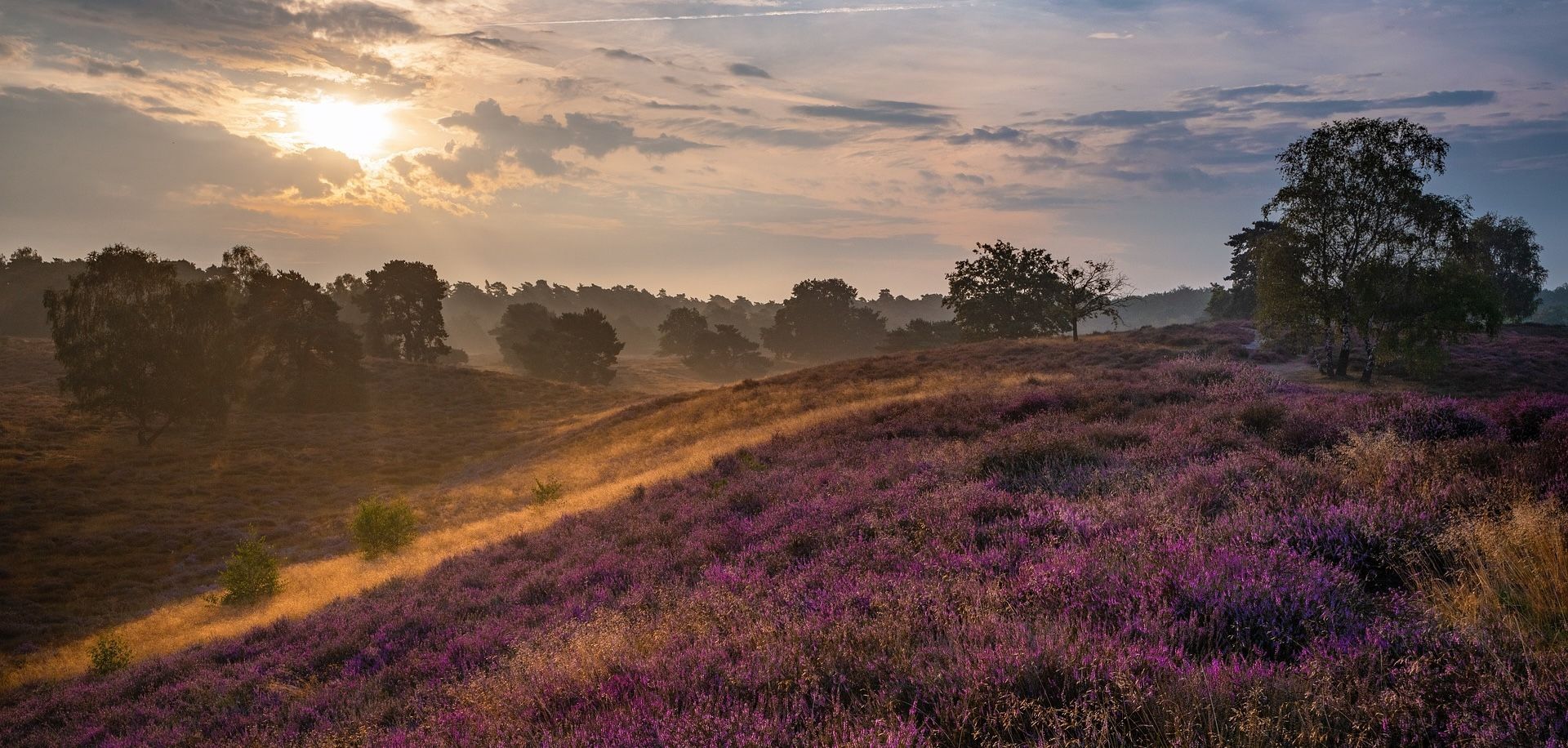 Bild von der lila-leuchtenden Lüneburger Heide bei Sonnenuntergang.