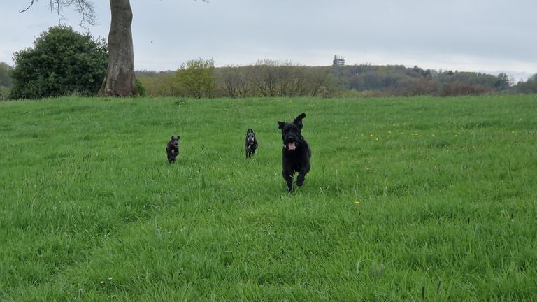 Security team in action