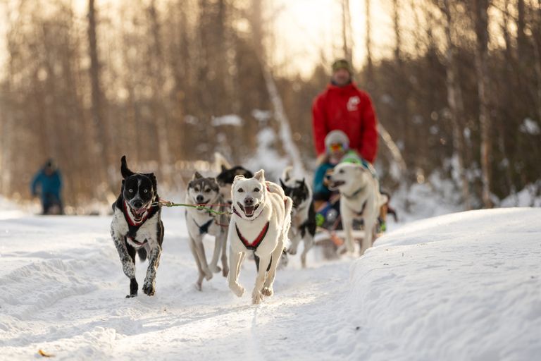 Paseo en trineo tirado por perros como pasajero a partir de 14 años