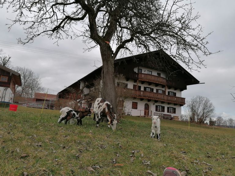 Unsere Ziegen