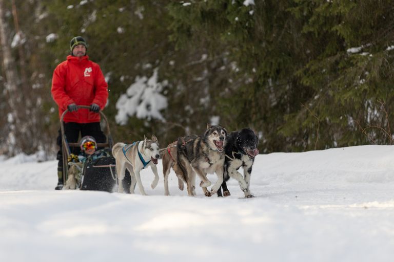 Excursión en trineo tirado por perros