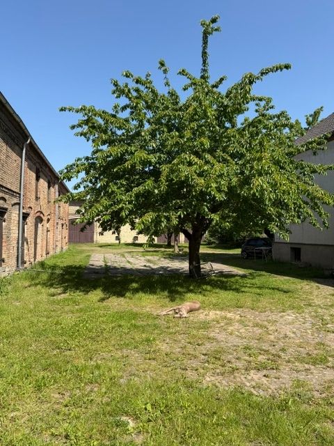 Einer von unseren 3 Kirschbäumen auf dem Innenhof