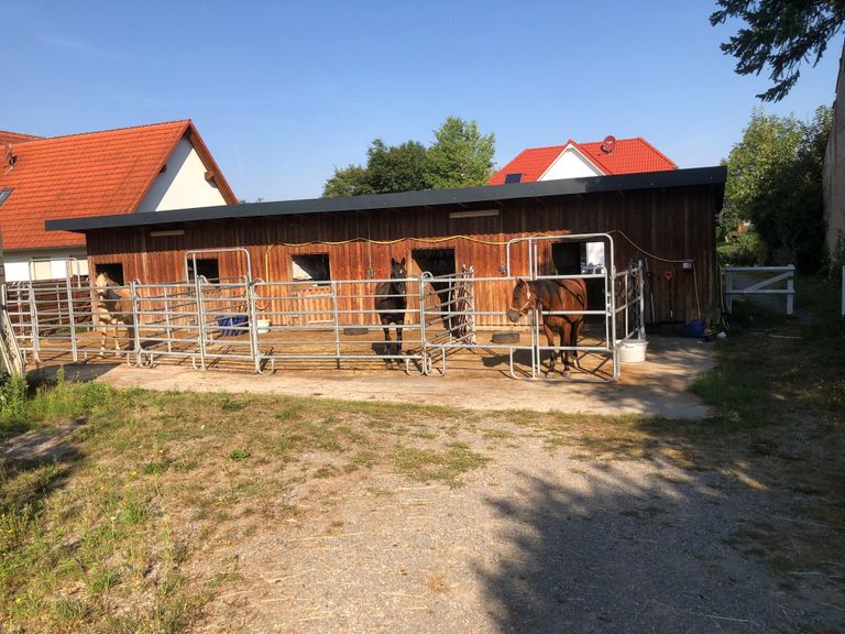 Pferde direkt bei dir