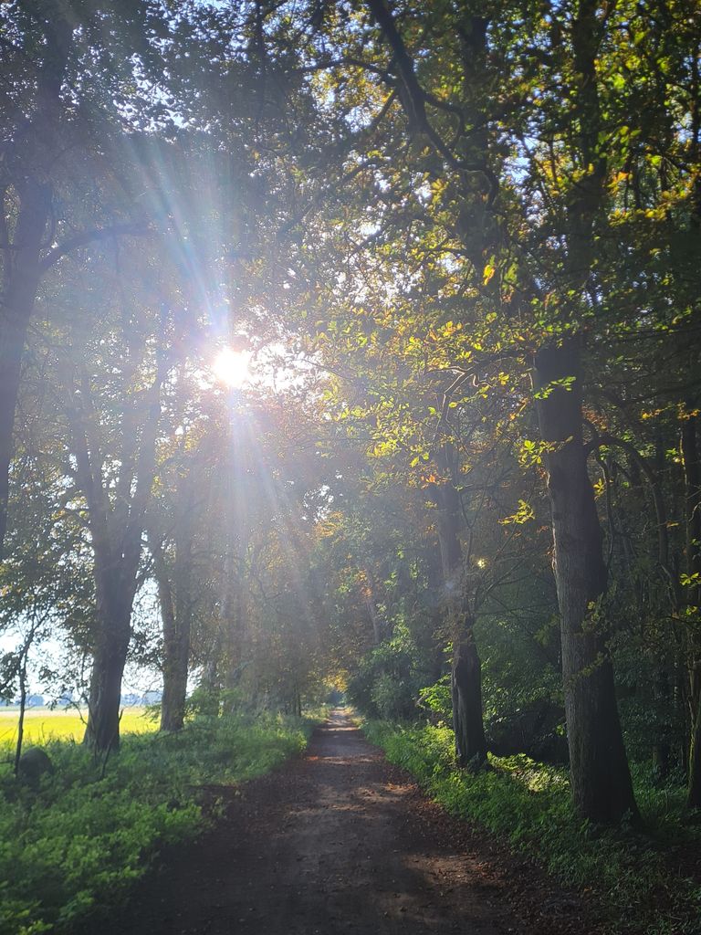 Waldgebiet am Stellplatz