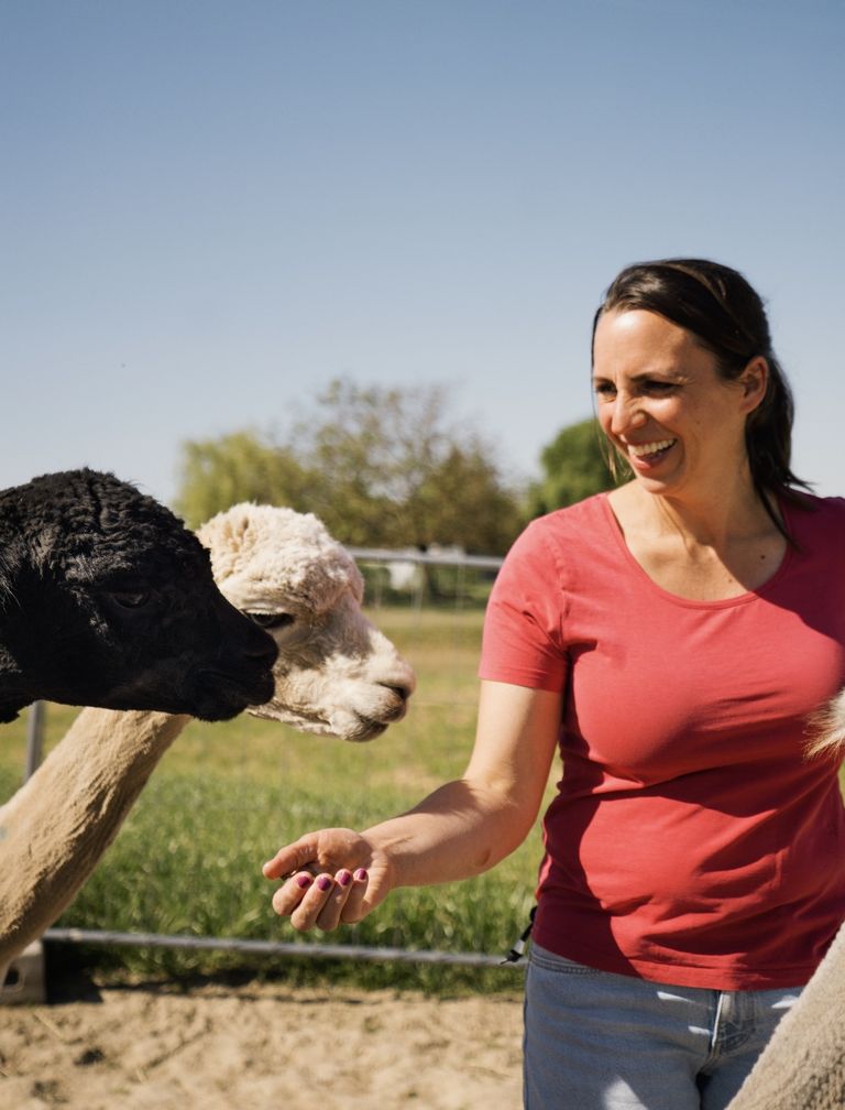 Incontro con gli alpaca