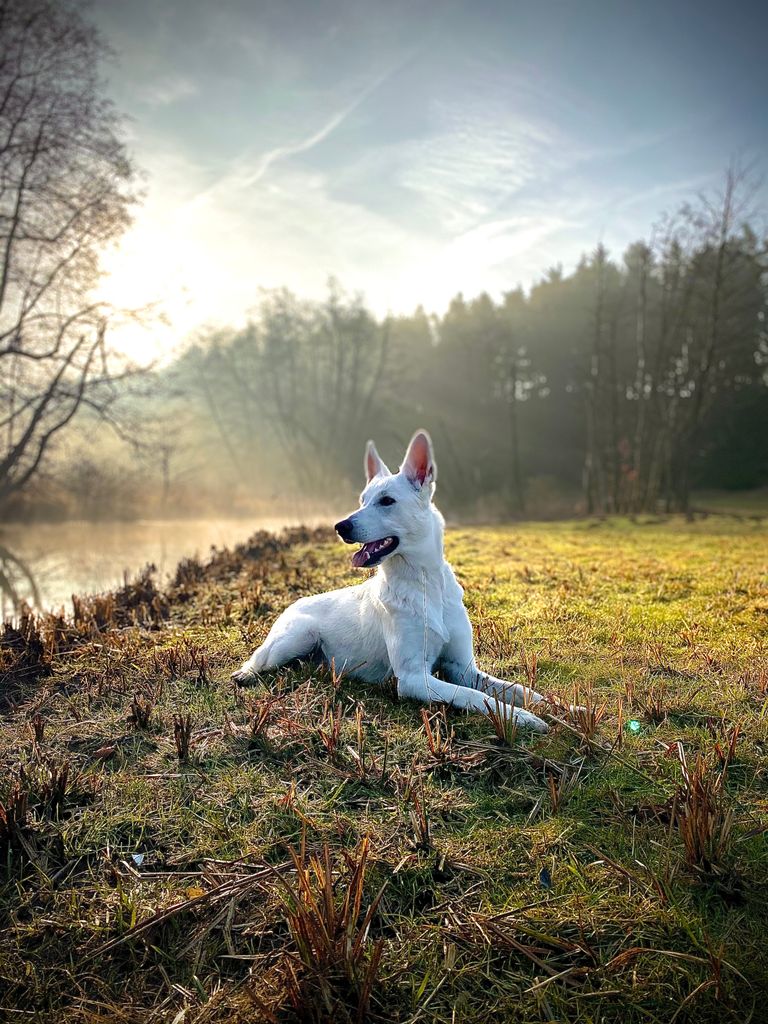 Morgenstimmung an der Schwarzen Laaber