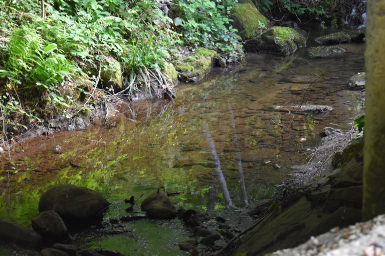 idyllisches Bacherl