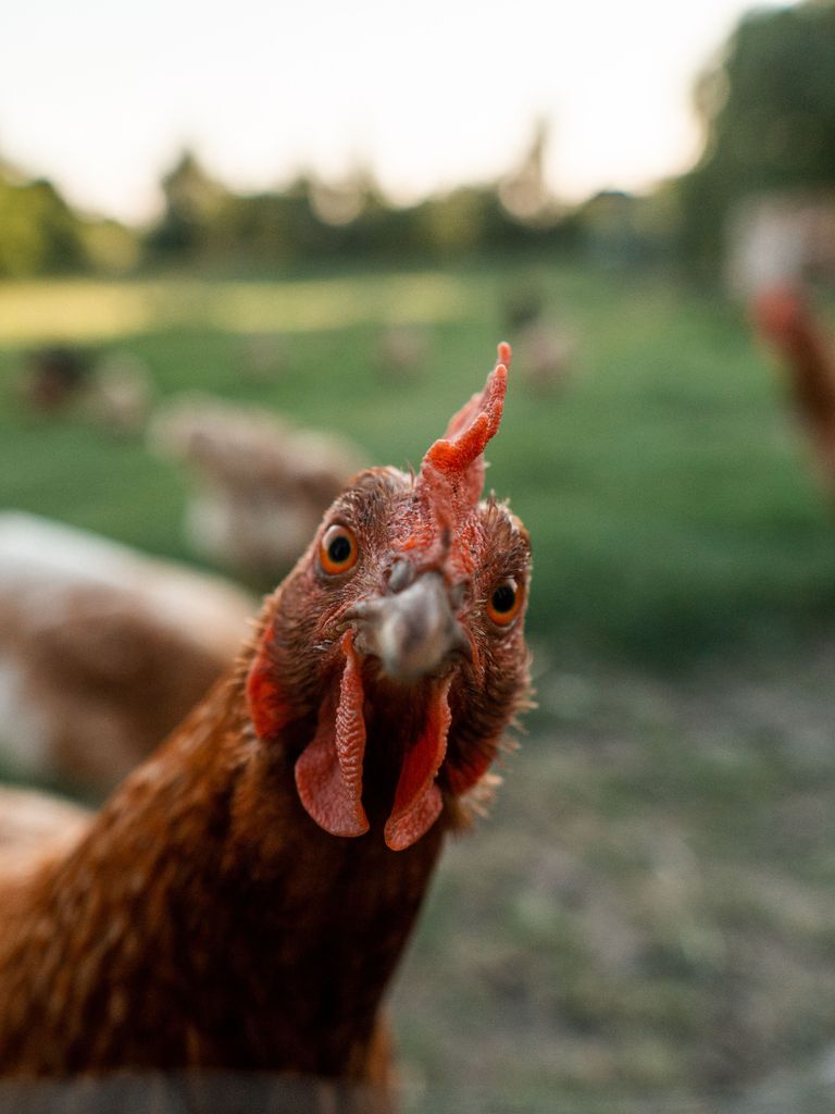 Ein Huhn lächelt in die Kamera.