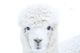 Arne