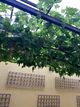 Naghme 