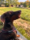 Simone