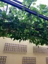 Naghme 